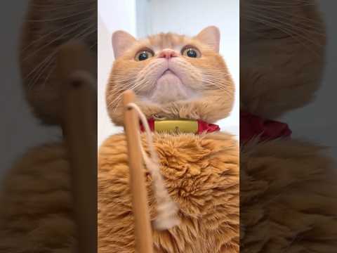 Hero Cat Covered for Baby Brother! 🍳 thumbnail