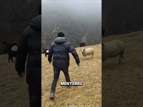 Kenapa Pria Ini 😳Sengaja Menunggu Domba Menyerang #shortvideo thumbnail