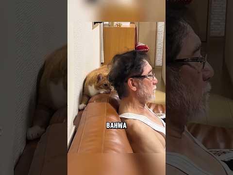 Kucing ini mampu meluluhkan hati majikannya ?❤️ thumbnail