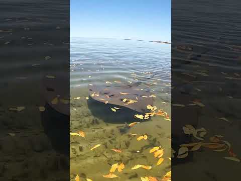 Don’t Often Get To See Them Swim This Close.. thumbnail
