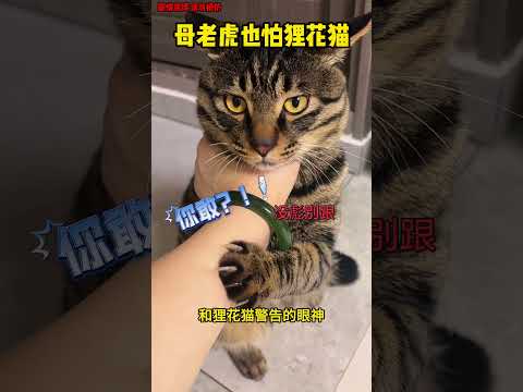 母老虎?也怕狸花猫，丧彪可不是谁都能叫的！ #感人壹幕 #科普 #搞笑 #funny #animals #影視解説 #大熱門 #影视聚焦 #精彩影视 thumbnail
