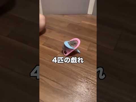 ごはん食べるのに前のめりすぎて椅子から何度も落ちるハム #ハムスター #ジャンガリアンハムスター #ジャンガリアン #shorts thumbnail