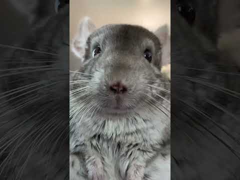 The eye twitch 🥲 #chinchilla #help #scary #pets thumbnail