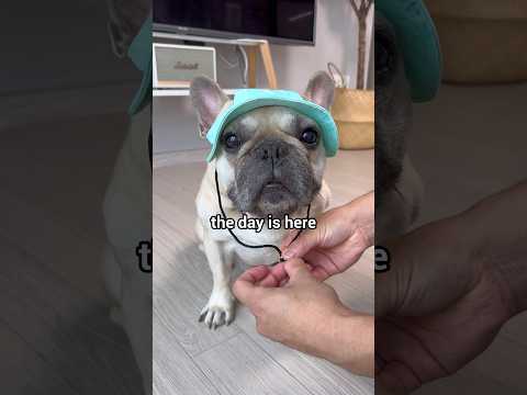 👆 French Bulldog Laundy Day😱👆 **Click Link Above To Watch Full Video thumbnail