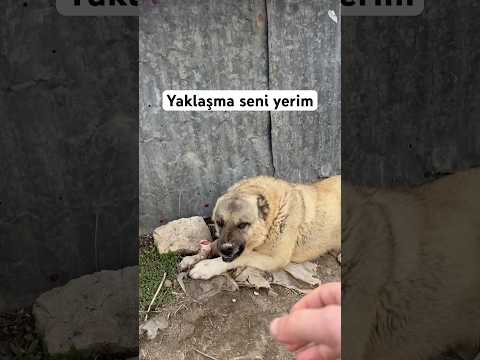 Eli kaptırıyorduk az kalsın #dog #keşfet #kangal thumbnail