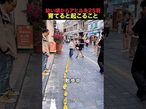 幼い頃からアヒルを25羽育てると起こること thumbnail