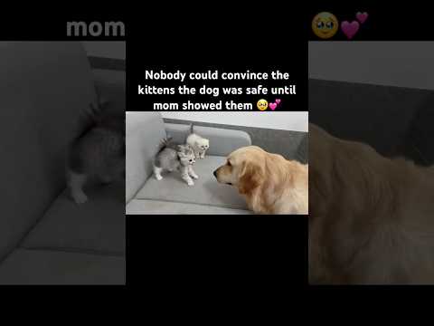 The Kittens Hissed at Him… Then Mom Cat Showed Up 🥹❤️ thumbnail
