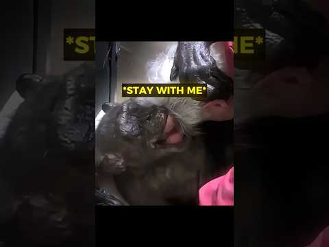 This chimp only wants one person before she dies ❤️ thumbnail