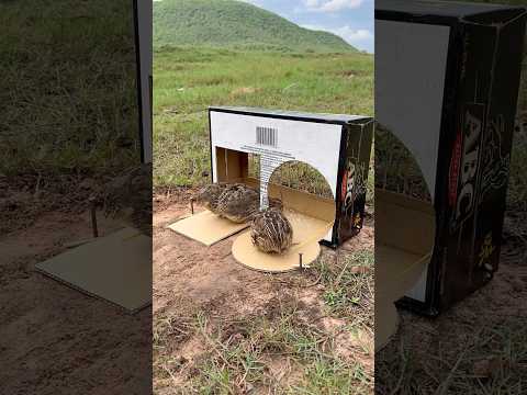 Unique Quick Creative Quail Trap Using Cardboard Box #shorts thumbnail