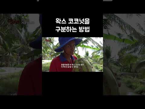 왁스 코코넛을 구분하는 방법 #shorts thumbnail