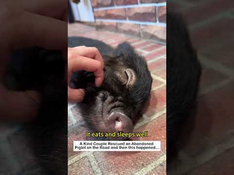 Happy Little Piggy #lovestory #animals #wildliferescue #cute #pets#pig #piggy #love #pets #funny thumbnail