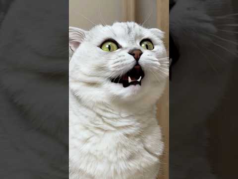 SONYA!😠😭 #cat #cats thumbnail