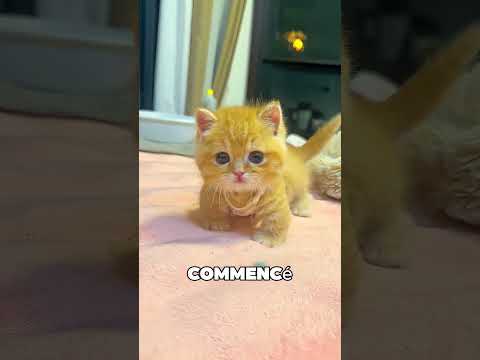Cet homme a sauvé le chaton fragile 😯❤️ thumbnail