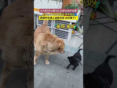 終於懂了什麼叫又菜又愛玩！膽子配不上野心，能力跟不上好奇心 thumbnail