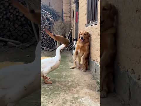 金毛：揍了它就別揍我了吧。 #金毛 #鵝狗大戰 #大白鵝 #動物的迷惑行為 #狗狗搞笑視頻 thumbnail