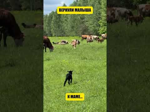 Человечность выглядит именно так (перевод Такер Карлсон) thumbnail