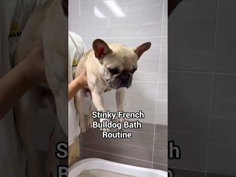Stinky French Bulldog Takes A Bath 🧽😦 thumbnail