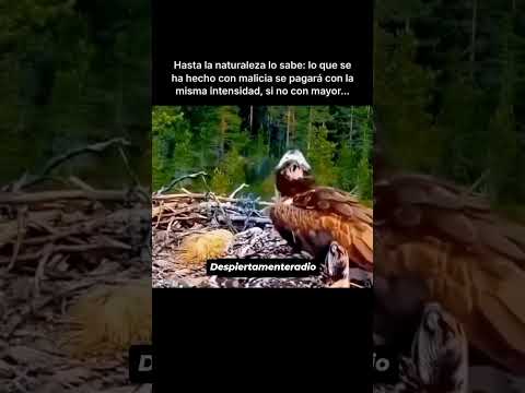 El KARMA existe en la naturaleza y esto lo demuestra 🦅🦅 #shorts thumbnail