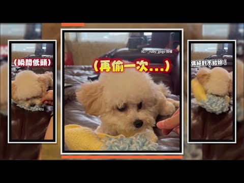 主人假裝搶狗狗玩具　牠瞬間低頭壓住不給拿XD thumbnail