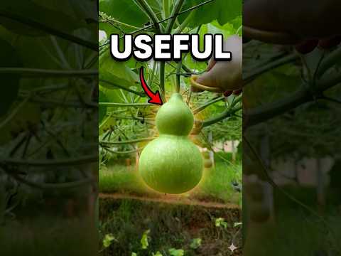 This gourd is turned into something useful.  🤯 thumbnail