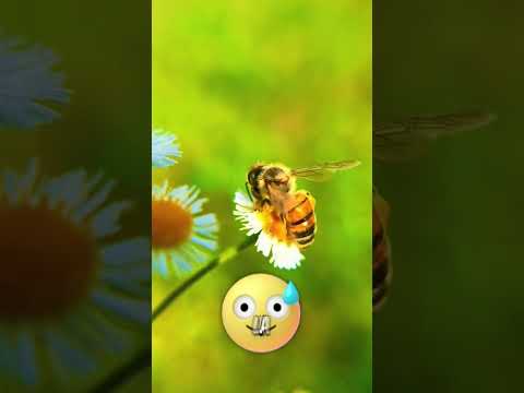 Acaban de declarar a las abejas más importantes que los humanos thumbnail