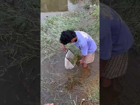 മീൻ പിടിക്കാൻ പോയപ്പോൾ കണ്ട ഭീകര കൂട്ടം...? | allogator gar live feeding | fishing | live fish thumbnail