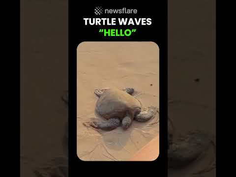Turtle Waves Back At Me thumbnail