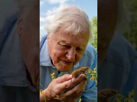 A message from Sir David Attenborough on the eve of his 100th birthday 💌 #DavidAttenborough100 thumbnail