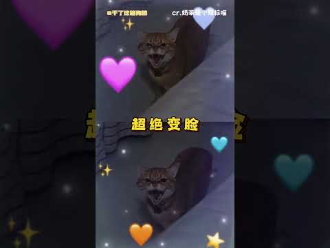 小猫：这个人类一直在挑衅 #猫咪  #宠物  #可爱  #双标 thumbnail