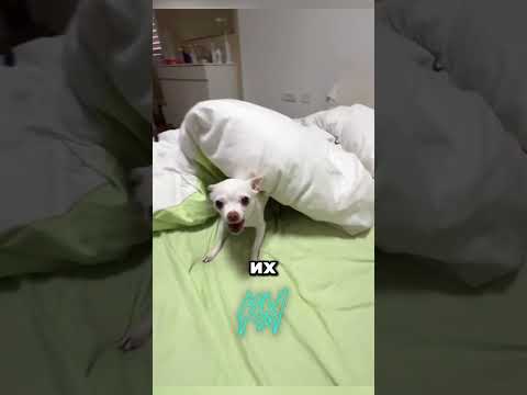 Причина синдрома маленькой собаки #факты #animals #kozymozy #pets thumbnail