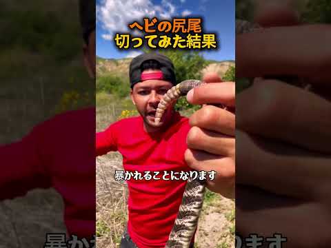 ガラガラヘビの尻尾 thumbnail
