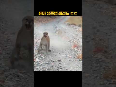 퓨마 생존법 레전드 ㄷㄷ thumbnail