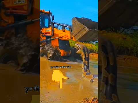 भारी कीचड़ में फंसी JCB, सामने आया विशालकाय अजगर! (Real or Fake jcb vs paythan snek thumbnail