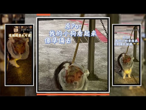 狗狗散步整顆頭包起來！　 奴才笑：看起來像準備去捕蜂XD thumbnail