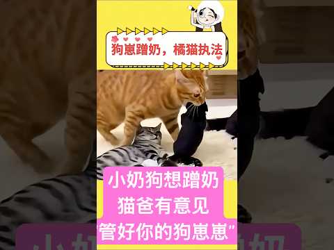 小奶狗想蹭猫妈妈的奶，猫爸有意见啦 #cat #貓咪日常 thumbnail