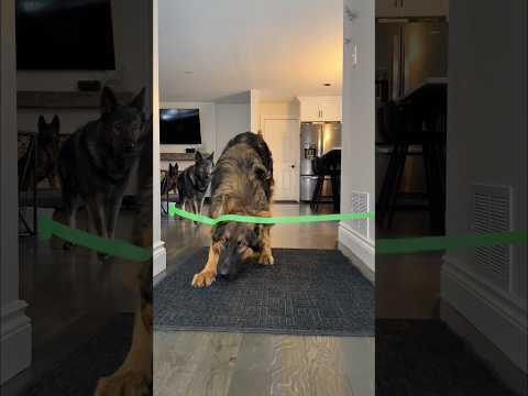 German Shepherds Gone Wild thumbnail