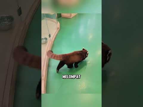 Panda merah ini berusaha untuk kabur ?❤️ thumbnail