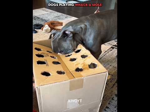 Dogs playing whack a mole vs Cat 💀 #edit #animal #skulledit #usa thumbnail