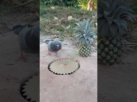 Beautiful Creative Pigeon Trap Using Paper #youtubeshorts thumbnail