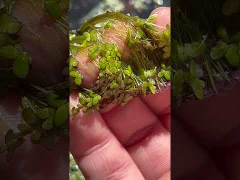 水槽に大量の草が生えまくってしまいました… thumbnail