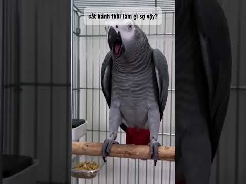 Tôi bị bệnh tim nha bà nội thumbnail