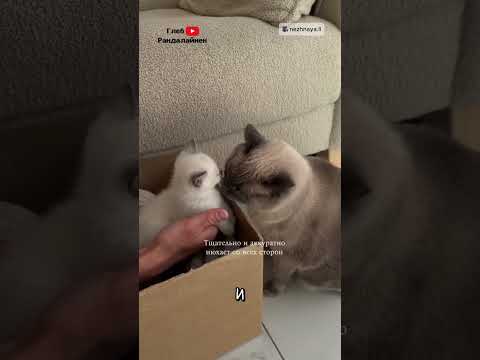 Кошка Встречает Незнакомого Котенка 😻 thumbnail