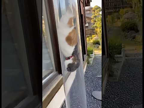 OMG SO CUTE😹🐈😵‍💫😱🤣 thumbnail