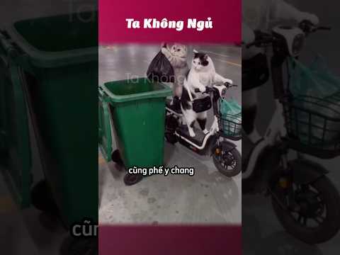 Sức mạnh của AI 😂 #takhongngu thumbnail