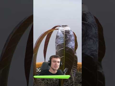 Der SCHLECHTESTE MANGO BAUM der WELT... thumbnail
