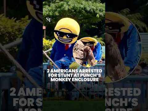 Intruder and accomplice arrested for stunt at Punch the monkey’s enclosure thumbnail