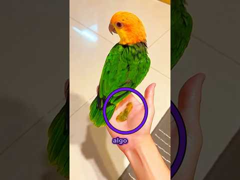 O Papagaio Fez Algo Surpreendente ! ?? #animais #curiosidades thumbnail