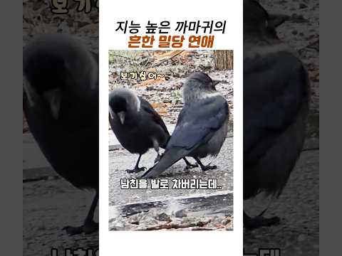 지능높은 까마귀의 흔한밀당연애#갈까마귀#천재까마귀#웃긴동물 thumbnail