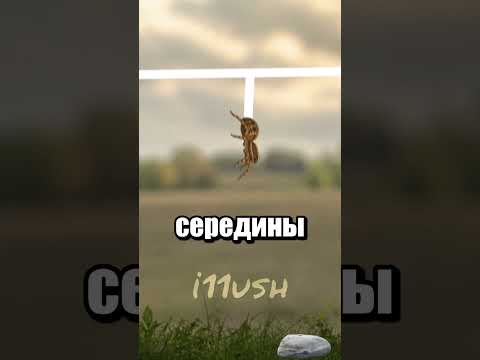 Не забирайте у пауков камень 🗿 thumbnail