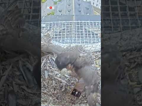 Roofvogel rooft telefoon van een bioloog. #jeugdjournaal #vogel #oeps #dieren #telefoon #foto thumbnail
